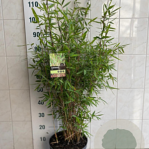 Fargesia rufa 80-100 cm 7,5L