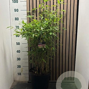 Fargesia 'Winter Joy' 60-80 cm 7,5L