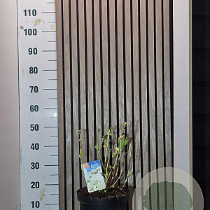 Hydrangea m. 'Little White' 30-35 cm 7,5L