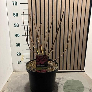 Hydrangea m. 'Sibilla' 40-50 cm 7,5L