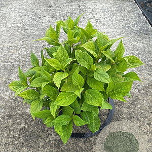 Hydrangea m. 'Bouquet Rose' 40-50 cm 7,5L