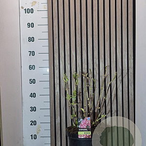 Hydrangea m. 'Bouquet Rose' 40-50 cm 7,5L