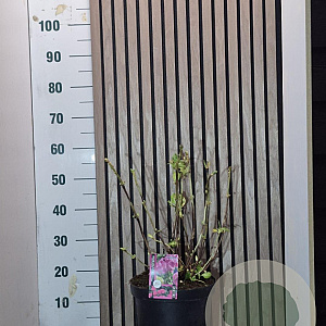 Hydrangea m. 'Gertrud Glahn' 40-50 cm 7,5L