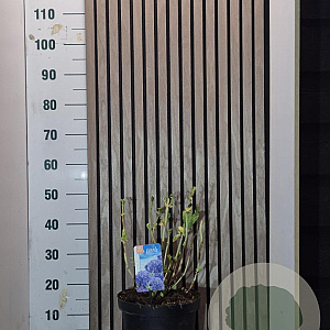 Hydrangea m. 'Little Blue' 30-40 cm 7,5L