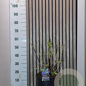 Hydrangea m. 'Mathilde Gütges' 40-50 cm 7,5L