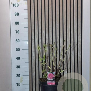 Hydrangea m. 'Merveille Sanguinea' 40-50 cm 7,5L