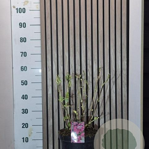 Hydrangea m. 'Rotkehlchen' 40-50 cm 7,5L