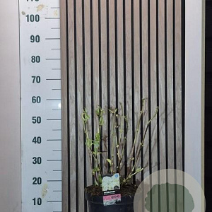 Hydrangea m. 'Schneeball' 25-30 cm 7,5L