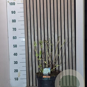 Hydrangea m. 'Soeur Thérèse' 40-45 cm 7,5L