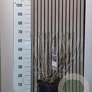 Hydrangea pan. Bonfire 40-50 cm 7,5L