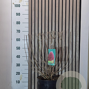 Hydrangea pan. 'Coussine' 50-60 cm 7,5L