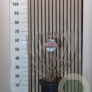 Hydrangea pan. Fraise Melba 50-60 cm 7,5L