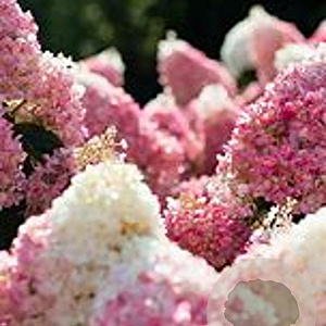 Hydrangea pan. Living Col. Cocktail 40-50 cm 7,5L