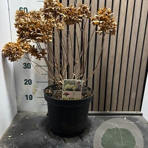 Hydrangea pan. Little Fresco 60-70 cm 7,5L