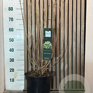 Hydrangea pan. Magical Matterhorn 60-65 cm 7,5L