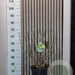 Hydrangea pan. Mojito 50-60 cm 7,5L