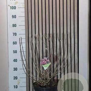 Hydrangea pan. Pinky Winky 60 cm 7,5L