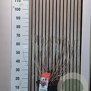 Hydrangea pan. Redlight 60-70 cm 7,5L