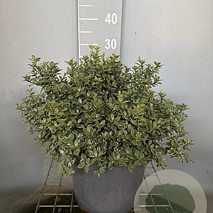 Hydrangea pan. 'Silver Dollar' 60-70 cm 7,5L