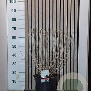 Hydrangea pan. 'Silver Dollar' 60-70 cm 7,5L