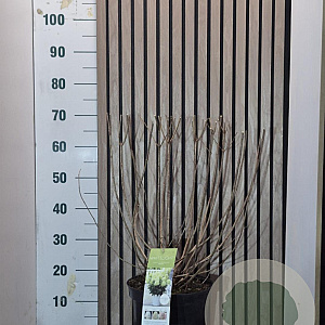 Hydrangea pan. Whitelight 50-60 cm 7,5L