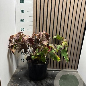 Hydrangea quercifolia 40-45 cm 7,5L