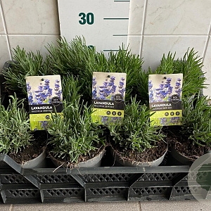Lavandula ang. 'Dwarf Blue' 10-15 cm C1.5