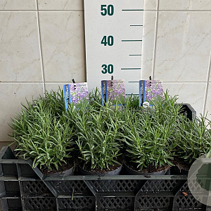 Lavandula ang. 'Munstead' 10-15 cm C1.5