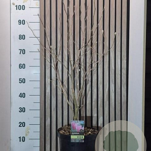 Magnolia 'Betty' 60-70 cm 7,5L