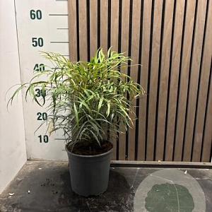 Mahonia eurybracteata 'Soft Caress' 35-40 cm 3,0L