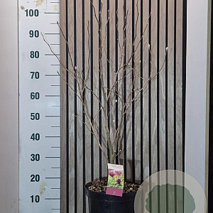 Magnolia 'Genie' 60-70 cm 7,5L