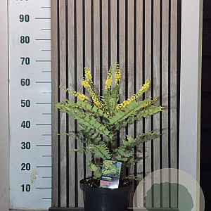 Mahonia media 'Winter Sun' 40-45 cm 5,0L