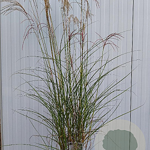 Miscanthus sin. 'Gracillimus' 100-120 cm 5,0L