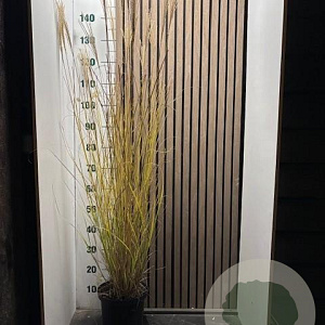 Miscanthus sin. 'Gracillimus' 100-120 cm 5,0L