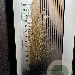 Miscanthus sin. 'Kleine Silbersp.' 80-90 cm 5,0L