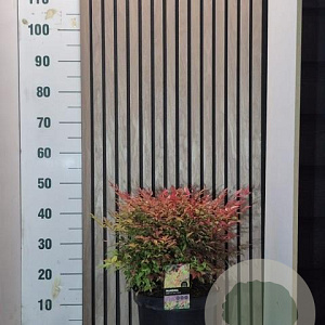 Nandina d. 'Gulf Stream' 30-40 cm 7,5L