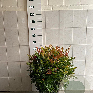 Nandina d. 'Gulf Stream' 60-70 cm met kluit