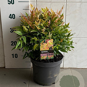 Nandina d. 'Gulf Stream' 70-80 cm met kluit