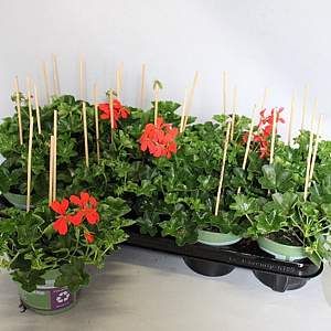 Pelargonium peltatum rood GM P12