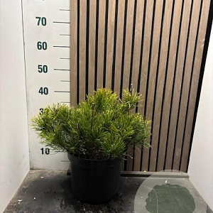 Pinus mugo mugo 40-45 cm 7,5L