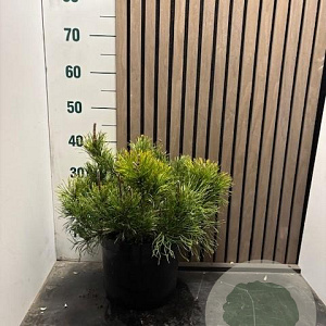Pinus mugo pumilio 40-45 cm 7,5L