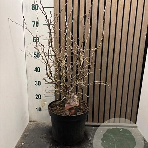 Prunus incisa 'Kojou-no-mai' 50-55 cm 7,5L