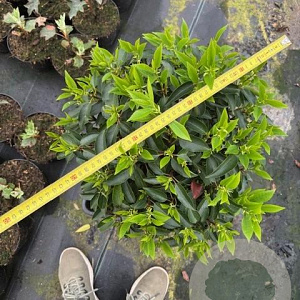 Prunus l. 'Angustifolia' 40-50 cm 25L bol