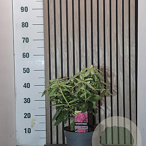 Rhododendron 'Nova Zembla' 40-45 cm 5,0L