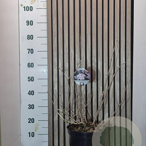 Sambucus nigra Black Beauty 40-50 cm 7,5L