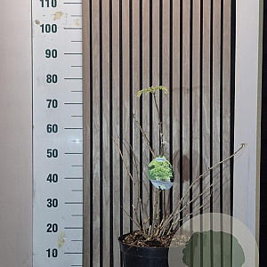 Sambucus nigra Golden Tower 40-50 cm 7,5L