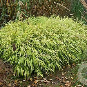 Hakonechloa macra 'Aureola' GM P9