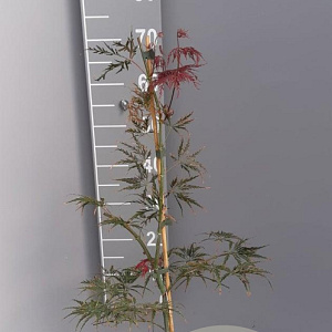 Acer pal. 'Garnet' 30-40 cm 5,0L