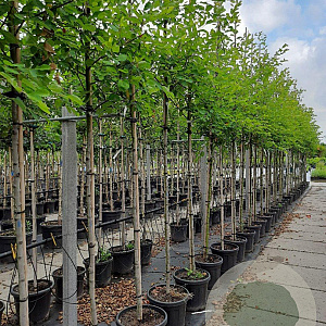 Amelanchier lamarckii 8-10 HO container