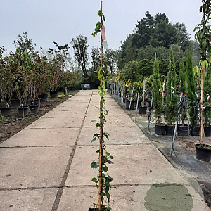 Parthenocissus tr. 'Veitchii' 100-125 cm 5,0L